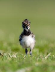 Obraz premium Kievit, Northern Lapwing, Vanellus vanellus