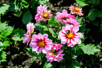 Fototapeta na wymiar Many beautiful large vivid pink dahlia flowers in full bloom on blurred green background, photographed with soft focus in a garden in a sunny summer day.