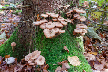 Mushrooms in the Forest (Bergwerkswald, Grossen-Linden, Hessia Germany) during awalk in autum