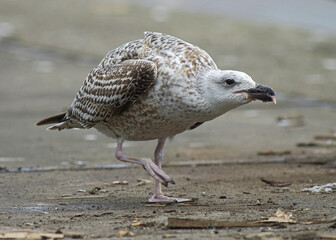 Greater Black-backed Gull, Grote Mantelmeeuw, Larus marinus