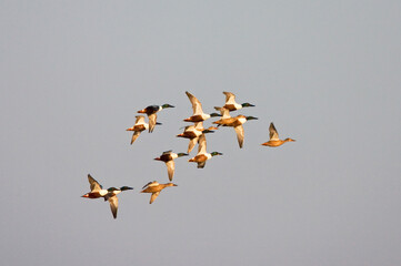 Northern Shoveler, Slobeend, Anas clypeata
