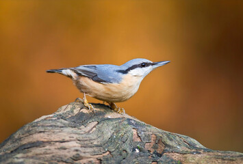 Fototapeta premium Boomklever, Eurasian Nuthatch, Sitta europaea
