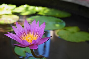Closeup pink lotus and focus on lotus stamens.
