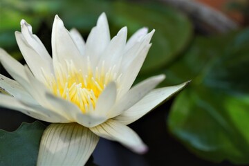 Closeup white lotus and focus on lotus stamens.

