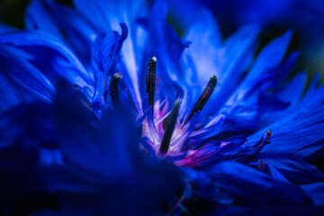 close up of violet blue cornflower
