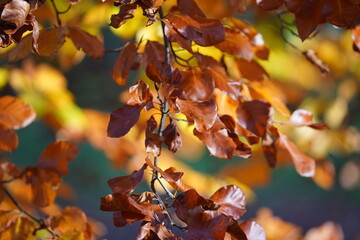 autumn leaves on the tree