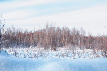 Winter forest landscape. Tall trees under snow cover. January frosty day in the park.