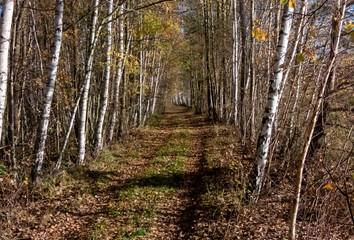 Weg im Birkenwald