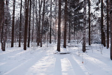 Winter forest landscape. Tall trees under snow cover. January frosty day in the park.