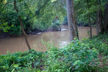 waterfall in the forest