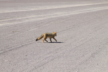 Fototapeta premium Andean fox close up,Bolivia