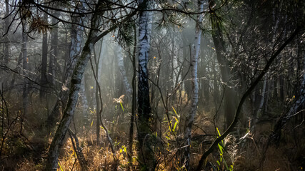 Sonneneinfall im Moor Wald