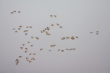 Slobeend, Northern Shoveler, Anas clypeata