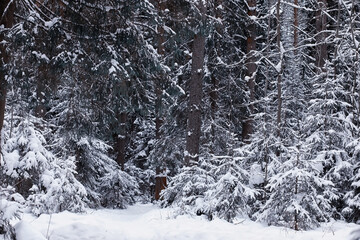 Winter forest. Landscape of the park in winter. Snow-covered trees at the edge.