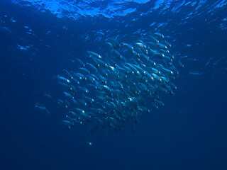 Naklejka na ściany i meble Underwater photo of school of Mackerels. From a scuba dive in the Red sea in Egypt.