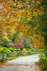 Trees with their leaves in full Autumn colour, with orange, red, brown, red & yellow leaves on show
