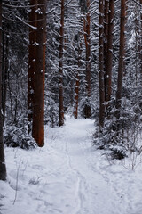 Winter forest. Landscape of the park in winter. Snow-covered trees at the edge.