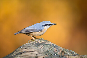 Boomklever, Eurasian Nuthatch, Sitta europaea