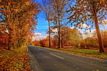 beautiful golden sunny autumn and empty road landscape