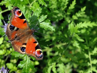 Tagpfauenauge auf Phaceliablüte