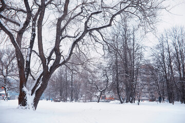 Winter forest landscape. Tall trees under snow cover. January frosty day in the park.