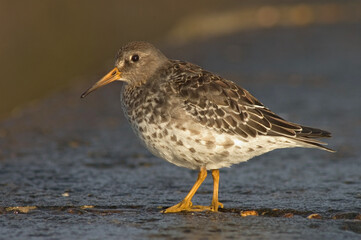 Purple Sandpiper, Paarse Strandloper, Calidris maritima