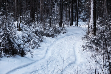 Winter forest. Landscape of the park in winter. Snow-covered trees at the edge.