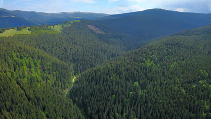 Aerial drone view over a dense and wild spruce forest located in Cindrel Mountains, Carpathia, Romania