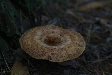 Autumn in the forest