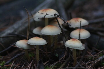 Autumn in the forest