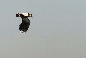 Northern Lapwing, Vanellus vanellus