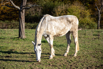 Obraz na płótnie Canvas white horse grazes in a meadow