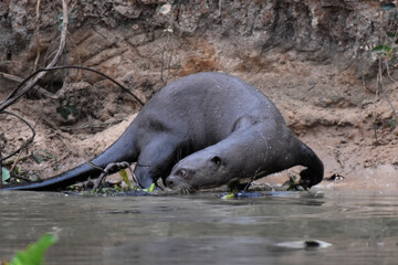 Naklejka premium Giant otter in the Pantanal, Brazil