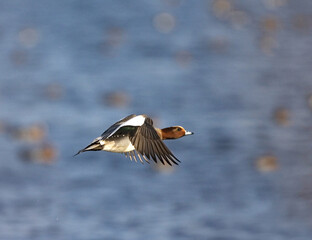 Eurasian Wigeon, Smient, Anas penelope
