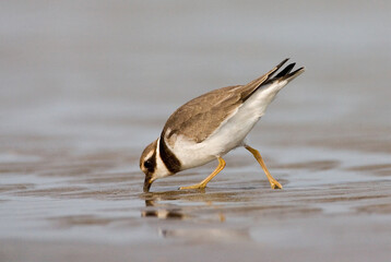 Bontbekplevier, Common Ringed Plover, Charadrius hiaticula
