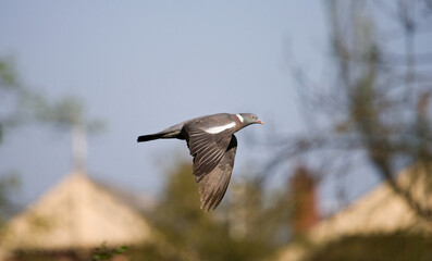 Common Wood Pigeon, Houtduif, Columba palumbus