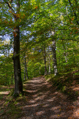 Path through thick green forest on a sunny summer day