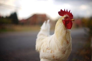 Portrait of a white rooster walk closeup in autumn rural street.