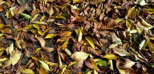 autumn leaves on the ground