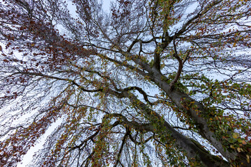 Fototapeta premium low angle view into treetops with blue sky in the background
