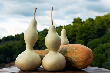 gourd
 , decorative pumpkin, new crop