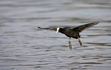 Meerkoet, Eurasian Coot, Fulica atra