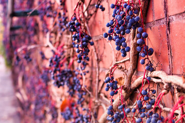 Wroclaw, Poland: Branches with berries decorated on a wall