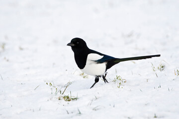 Ekster, Eurasian Magpie, Pica pica