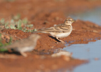 Greater Short-toed Lark, Calandrella brachydactyla brachydactyla
