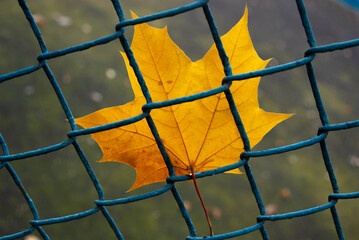 Yellow maple leaf and mesh rabitza-concept environmental protection.