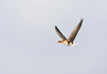 Kolgans, Greater White-fronted Goose, Anser albifrons