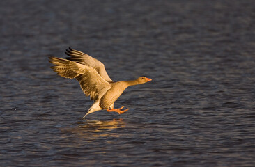 Greylag Goose, Grauwe Gans, Anser anser