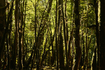 Fototapeta premium dead boxwood forest due to box tree moth infestation in Caucasus, Russia