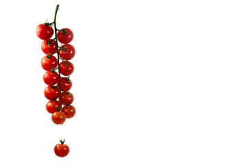  A branch of hanging small red wet cherry tomatoes, in drops of watert isolated on a white background.
